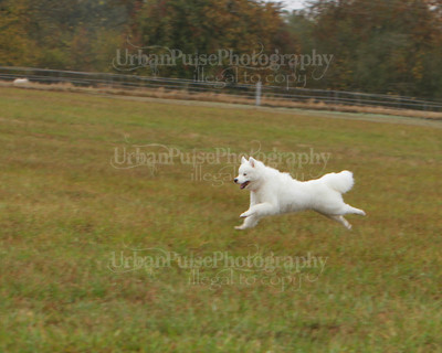 SCA2016_LURE COURSING-7797