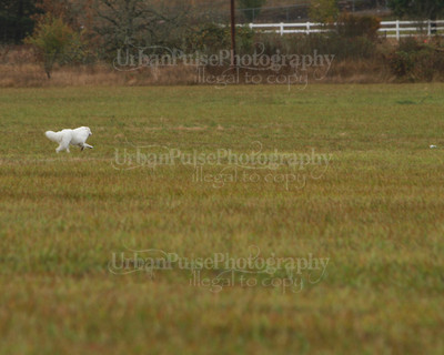 SCA2016_LURE COURSING-7698
