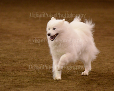SCA2016_AG MON FAST NOVICE-3527