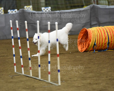 SCA2016_AG MON STD NOVICE-1102
