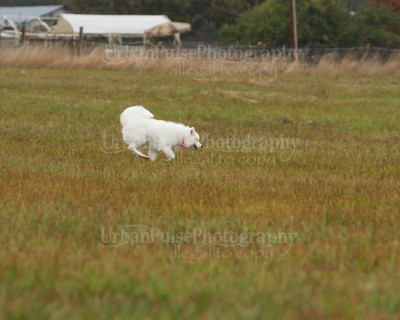 SCA2016_LURE COURSING-7756