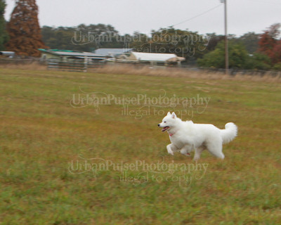 SCA2016_LURE COURSING-7800