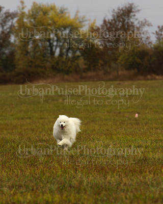 SCA2016_LURE COURSING-7299