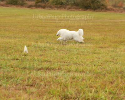SCA2016_LURE COURSING-7289