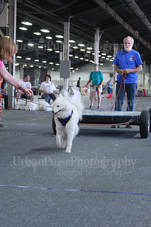 Novice Weight Pull-3399