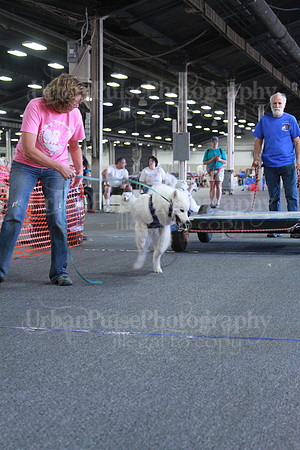 Novice Weight Pull-3409