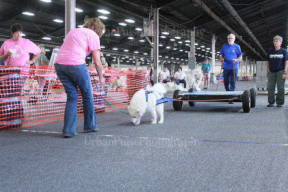 Novice Weight Pull-3411