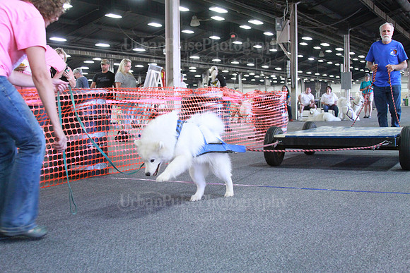 Novice Weight Pull-3414