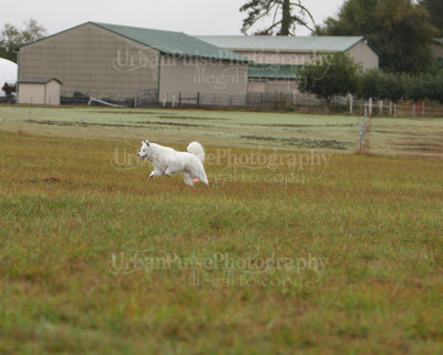 SCA2016_LURE COURSING-7377