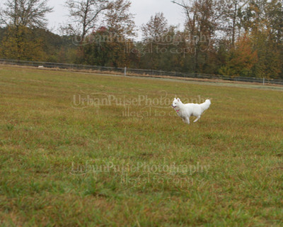 SCA2016_LURE COURSING-7796
