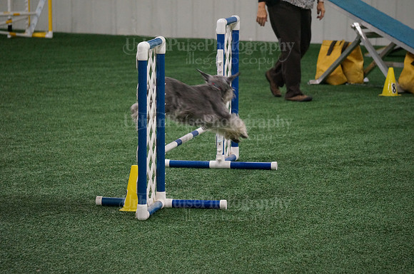 2015 A NOVICE STANDARD MON-04113