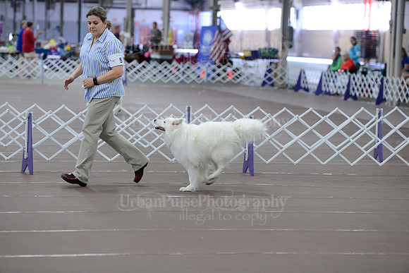 2015 OBED NOVICE A-8771