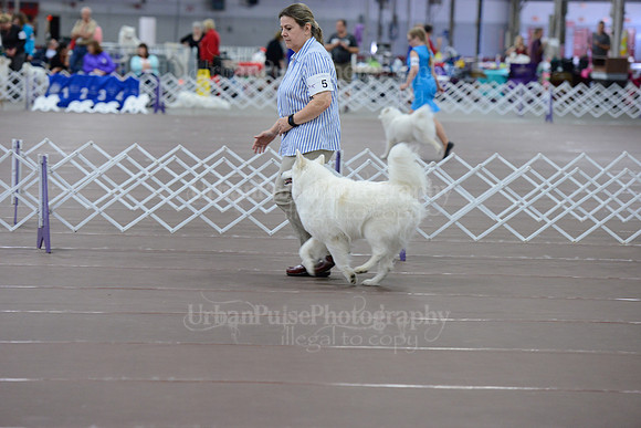 2015 OBED NOVICE A-8772