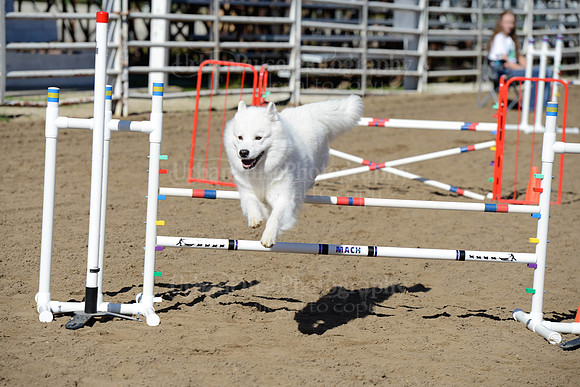 AGILITY-2014