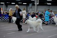 2015 BOB GRP5 DOGS