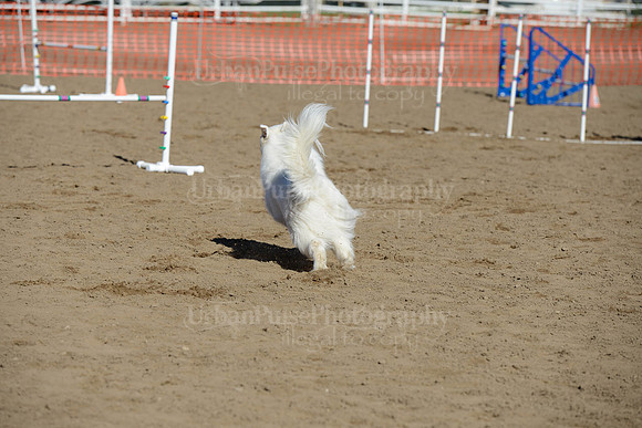 AGILITY-1946