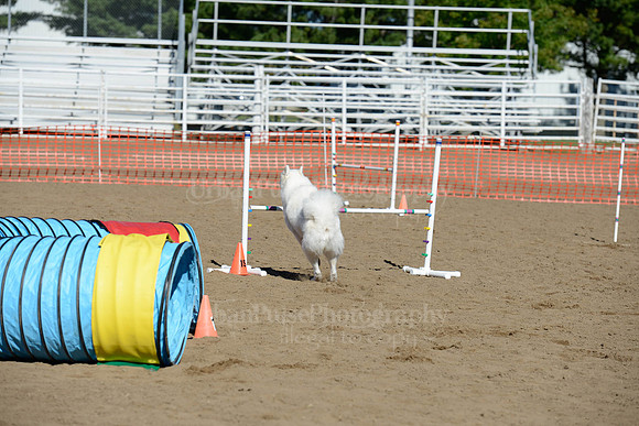 AGILITY-1913
