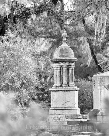 Savannah_9837