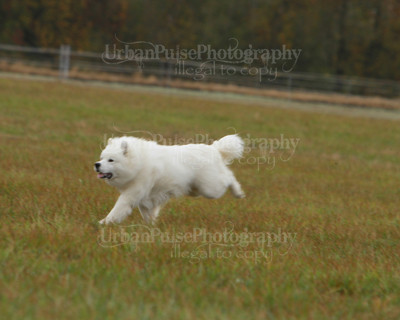 SCA2016_LURE COURSING-7593