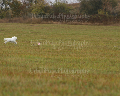 SCA2016_LURE COURSING-7691