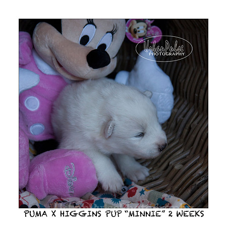 MINNIE_2WEEKS_3422