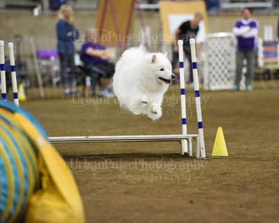 SCA2016_AG MON STD NOVICE-1104