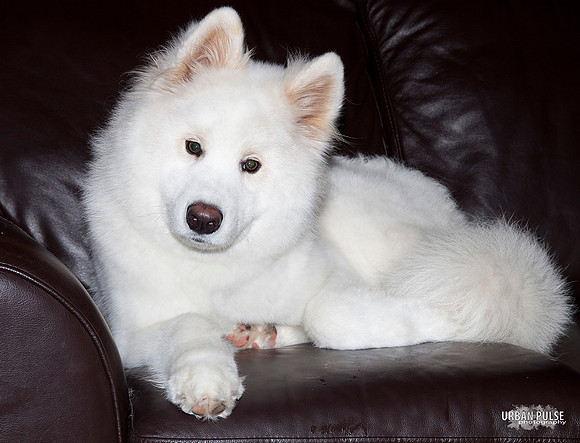 MISCHA