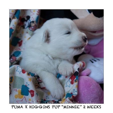 MINNIE_2WEEKS_3436