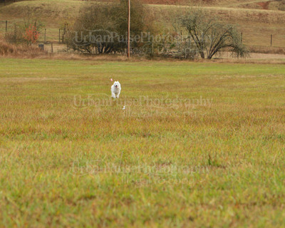 SCA2016_LURE COURSING-7346