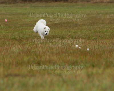 SCA2016_LURE COURSING-7625