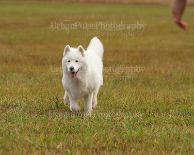 SCA2016_LURE COURSING-7359