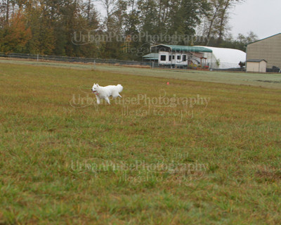 SCA2016_LURE COURSING-7793