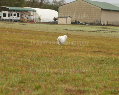 SCA2016_LURE COURSING-7278