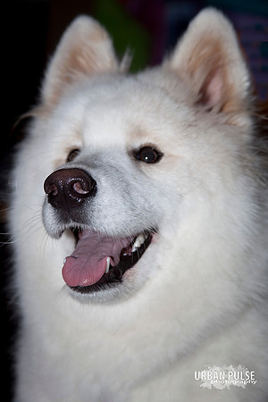 MISCHA