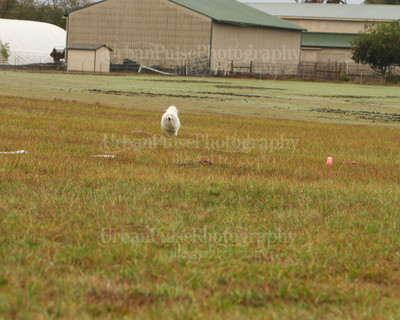 SCA2016_LURE COURSING-7275