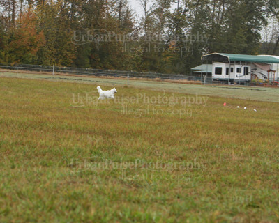 SCA2016_LURE COURSING-7778