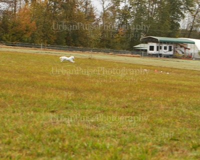 SCA2016_LURE COURSING-7317