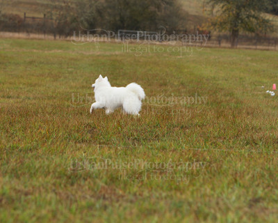 SCA2016_LURE COURSING-7753
