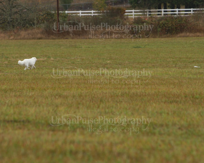 SCA2016_LURE COURSING-7699