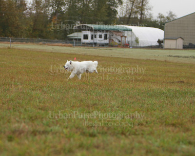 SCA2016_LURE COURSING-7379