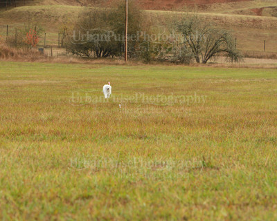 SCA2016_LURE COURSING-7343
