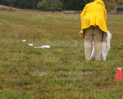 SCA2016_LURE COURSING-7736