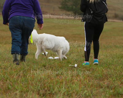 SCA2016_LURE COURSING-7733