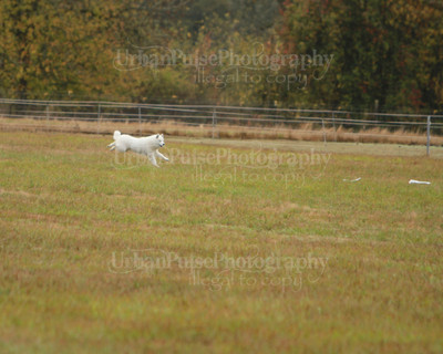 SCA2016_LURE COURSING-7366