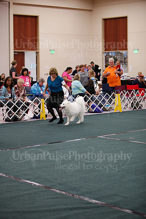F9-12 Dog-7074-2