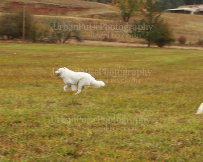 SCA2016_LURE COURSING-7329