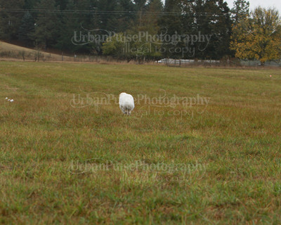 SCA2016_LURE COURSING-7646