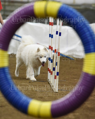 SCA2016_AG MON STD NOVICE-1094