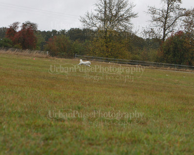 SCA2016_LURE COURSING-7567