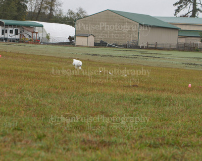 SCA2016_LURE COURSING-7786